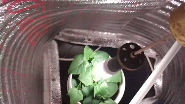 Выращивание огурцов зимой в доме смотреть онлайн