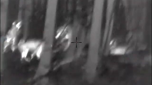 Охота на медведя на овсах с тепловизором часть 1