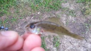 Рыбалка на ерша