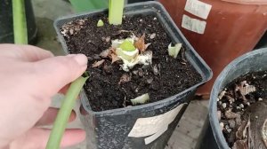 ОБЗОР-прогулка с Гиппеаструмами в декабре. Мой Амариллис.