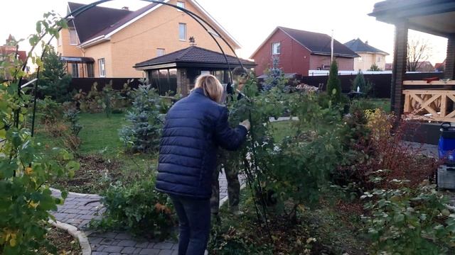 ПОДГОТОВКА РОЗ К ЗИМЕ: КАК ОБРЕЗАТЬ РОЗЫ ПРАВИЛЬНО смотреть онлайн