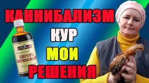 Каннибализм и расклев у кур. Причины и решение проблемы.