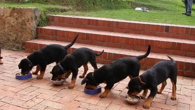 Cachorros Alimentados con BARF смотреть онлайн