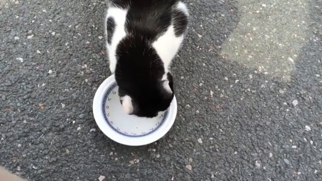 Милые красивые кошечки МЯУ (beautiful and cute cats 2020).