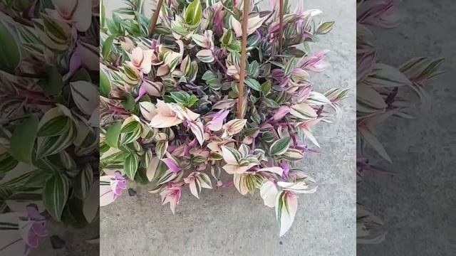 #Традесканция