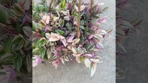 #Традесканция