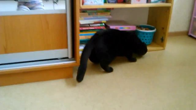 Кот бесится смотреть онлайн