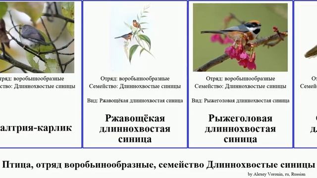 Птица, отряд воробьинообразные, семейство Длиннохвостые синицы синица длиннохвостая bird ополовник
