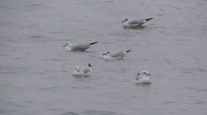 Как зимуют одесские ЧАЙКИ? / Крик чайки.