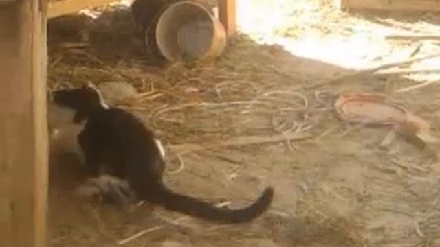 Кошка ловит мышку. смотреть онлайн