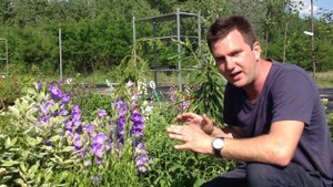 Campanula persicifolia 'Takion Blue' - Baracklevelű harangvirág