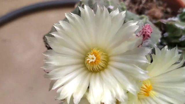 Astrophytum myriostigma cv. Hakujo Fukuryu seeding смотреть онлайн
