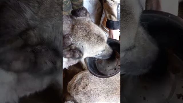 Ляль 240623