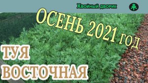 Туя восточная Обзор интернет-магазина питомника "Хвойный дворик"