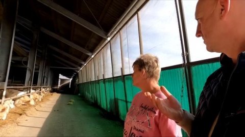 2я серия В гостях у фермера, Быки Шароле, Симментал, Лимузин.