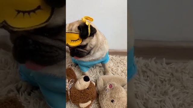 Какие ещё вопросы хотите спросить у Джони или Оскара?  #pug  #мопс