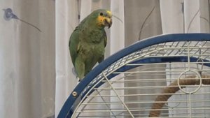 Попугай Венесуэльский Амазон - первый выход из клетки