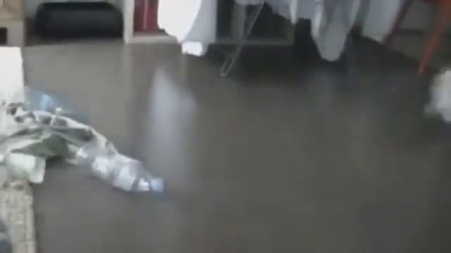 Пугливый Кот смотреть онлайн