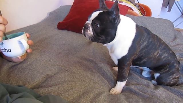 Французский бульдог и клубничка. French bulldog and eats strawberries смотреть онлайн