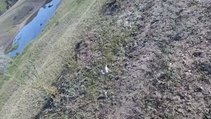 ЛОВЛЯ ПЕВЧИХ ПТИЦ. 2023.ЩЕГОЛ.РЕПЕЛ.И МНОГОЕ ДРУГОЕ