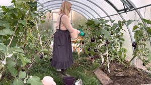 Как ухаживать за БАКЛАЖАНОМ в сентябре в парнике. Все особенности баклажана.