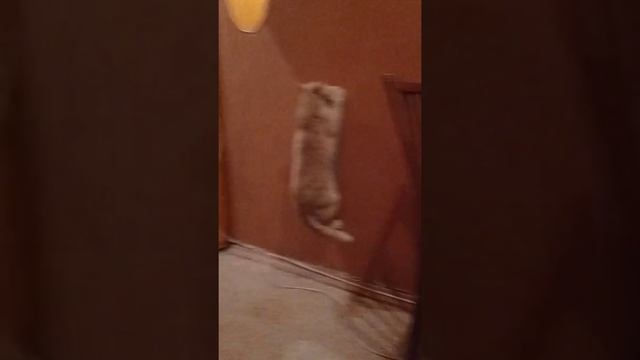 кот точит когти когтеточка