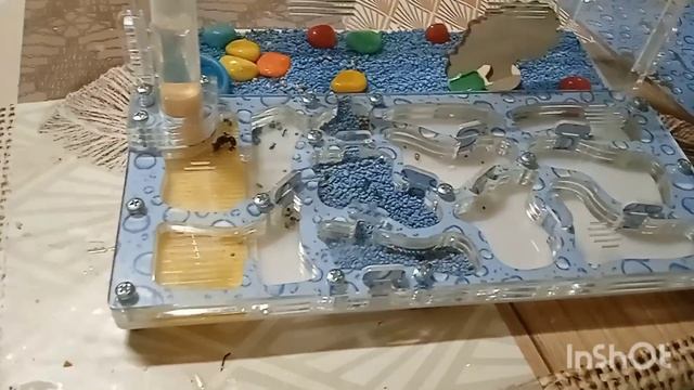 павидение муравьёв в фармикарии