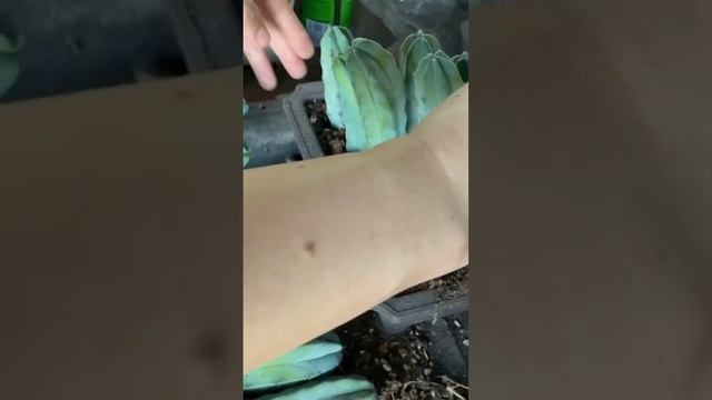 Myrtillocactus - Planting the cactus