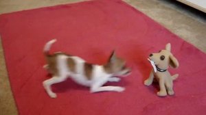 Pet Chihuahua vs. Taco Bell Chihuahua