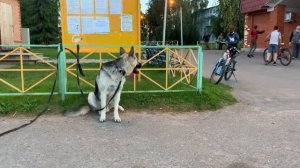 Социализация в городе. Дрессировка восточно-европейской овчарки АТОМ