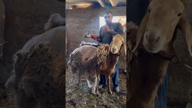 (1678) Стрижка Ушастика смотреть онлайн