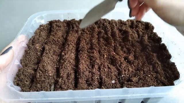 Цветы на балконе - сеем семена циннии. Посадка и результат через 10 дней. Часть 1. смотреть онлайн