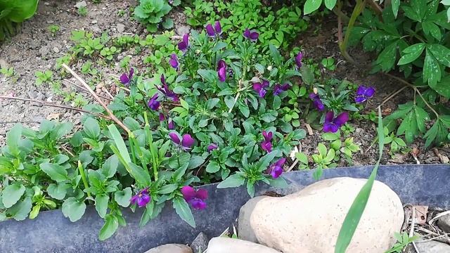 Это цветение нельзя пропустить. Шикарная САКУРА. /миндаль трехлопастный/ смотреть онлайн