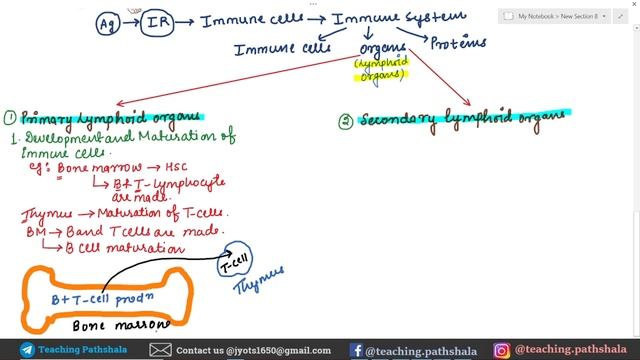 Immunology: Primary and Secondary Lymphoid Organs | Lecture-7