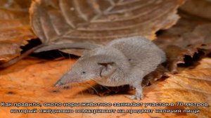 Мыши, роющие землю