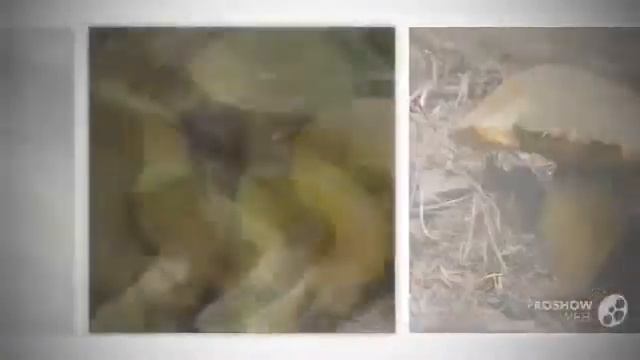 Какой гриб Моховик смотреть онлайн