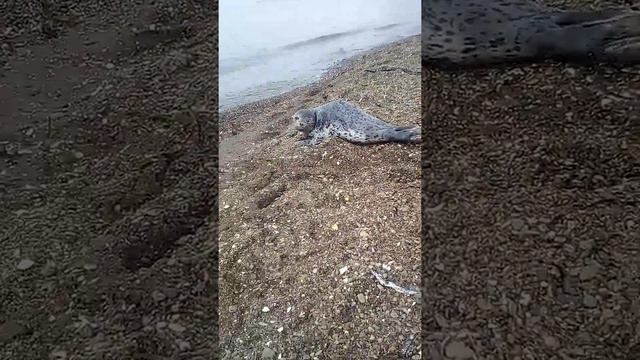 Нерпа на берегу сахалина смотреть онлайн