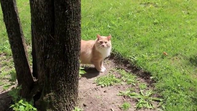 Емеля на прогулке смотреть онлайн