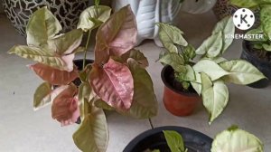 Syngonium/ArrowHead Plant Varieties@gardeningwithgeetkumar