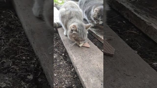 Как проверить качественные ли вафли? смотреть онлайн