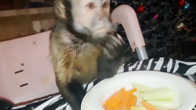 Кушать подано! Обед домашней обезьянки.
