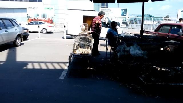 Птичий рынок Тула смотреть онлайн