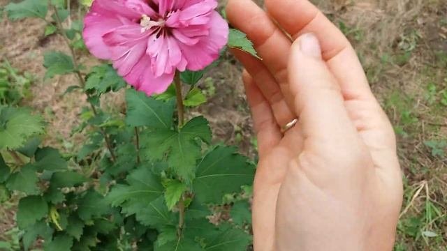 Гибискус из семян. Результат вдохновляет на новые подвиги!)