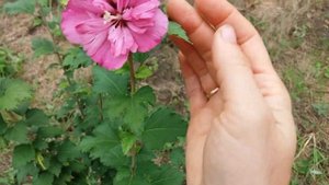 Гибискус из семян. Результат вдохновляет на новые подвиги!)