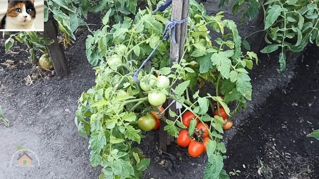 Урожайный сорт томатов в открытом грунте Санька описание и отзыв смотреть онлайн