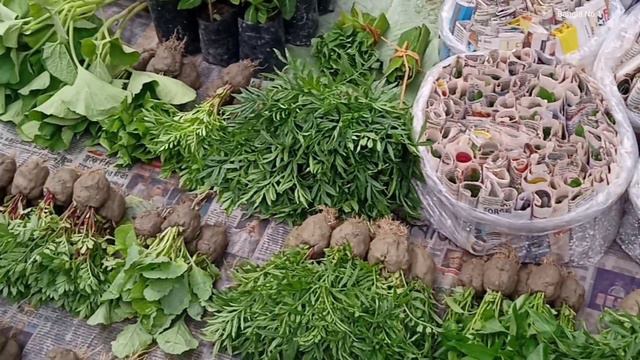 Stromanthe Plant Pine Plant Hibiscus Plant Winter Flower Plants Saplings At Galiff Street смотреть онлайн