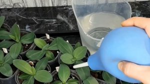 ЭУСТОМА от ПОСЕВА до ЦВЕТЕНИЯ! Пересадка! Подкормки! Цветение! #эустома #цветыдлясада