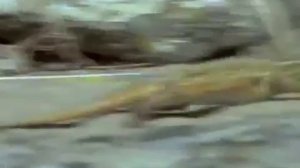 Спаривание ящериц