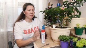 Почему у томатов опадают завязи/ Спасаем и делаем профилактику