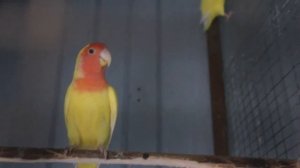 TimPtitZ: Как поёт неразлучник